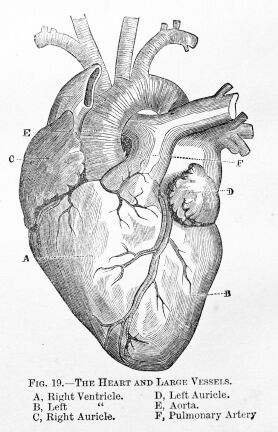 A human heart diagram