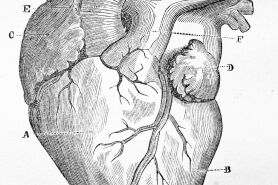 A human heart diagram