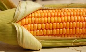 Corn on the cob