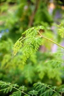 A Moringa Tree