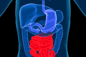 Small Intestine Diagram