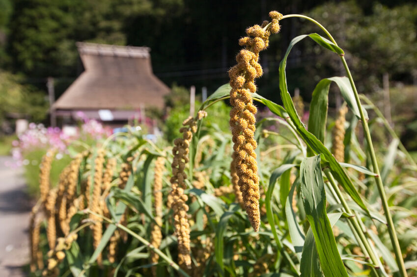 Millet growing, istockphoto.com, licensed