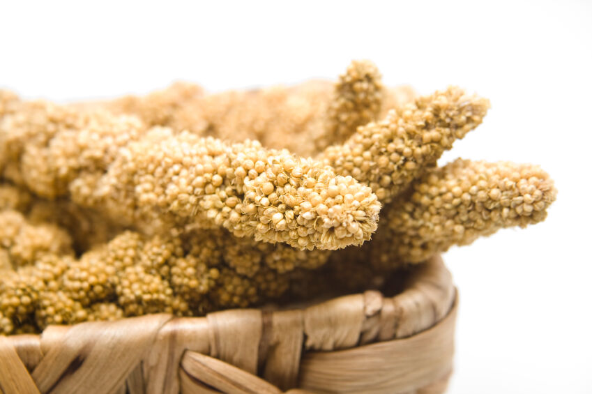 Millet Harvest, istockphoto.com, licensed