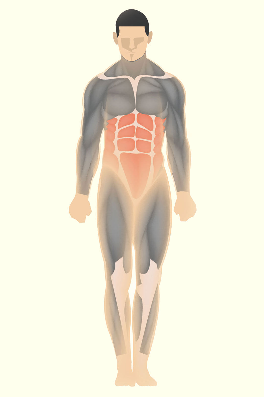 Core body muscles
