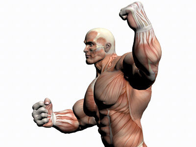 Anatomical view of muscles