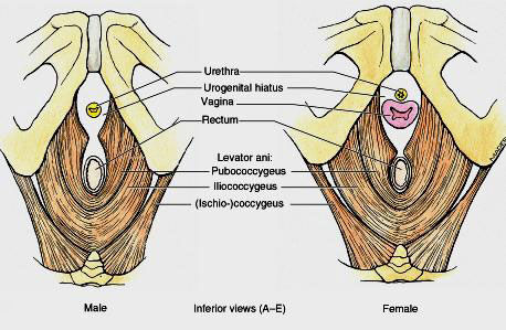 Levator Ani and Coccygeus