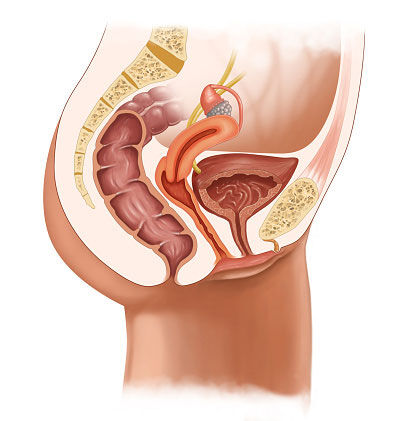 Female Pelvic Organs