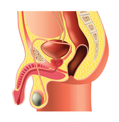 Male Pelvic Organs