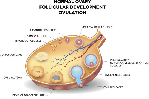 Illustration of the ovulation process