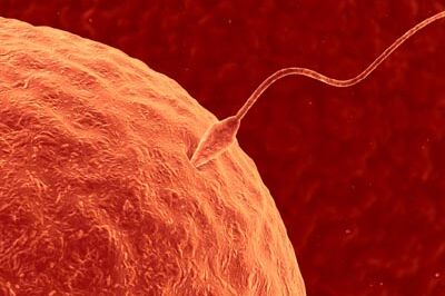 Male Fertility