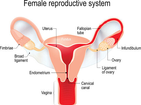 Uterus