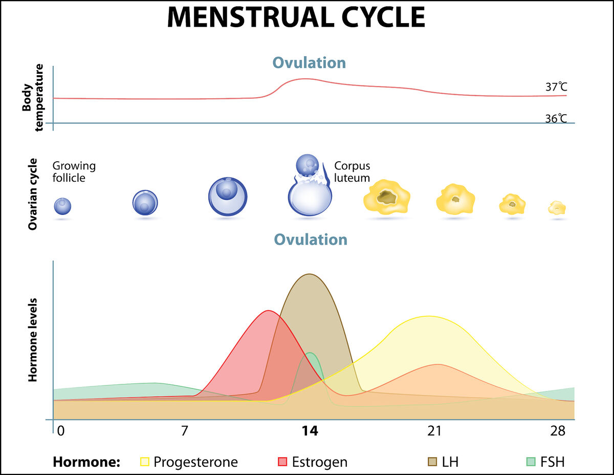 Menstrual cycle