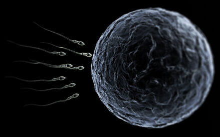 Sperm Approaching Egg