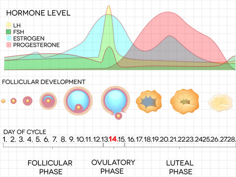 Menstrual cycle chart; © Guniita | Dreamstime.com