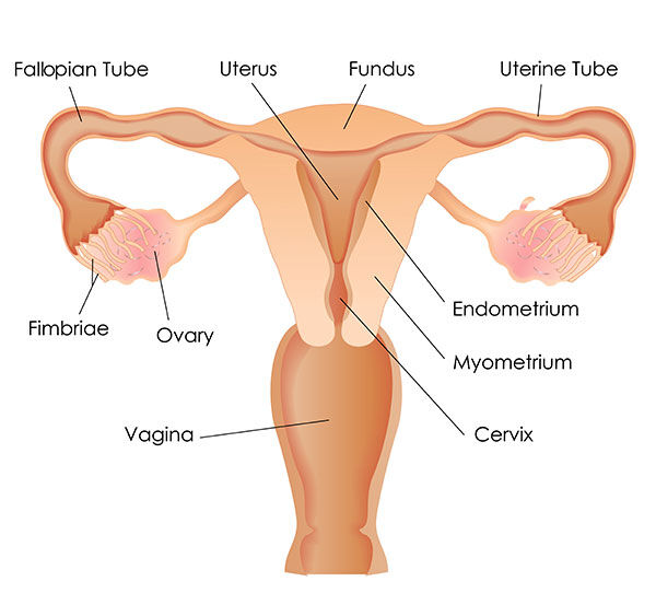 Female reproductive system