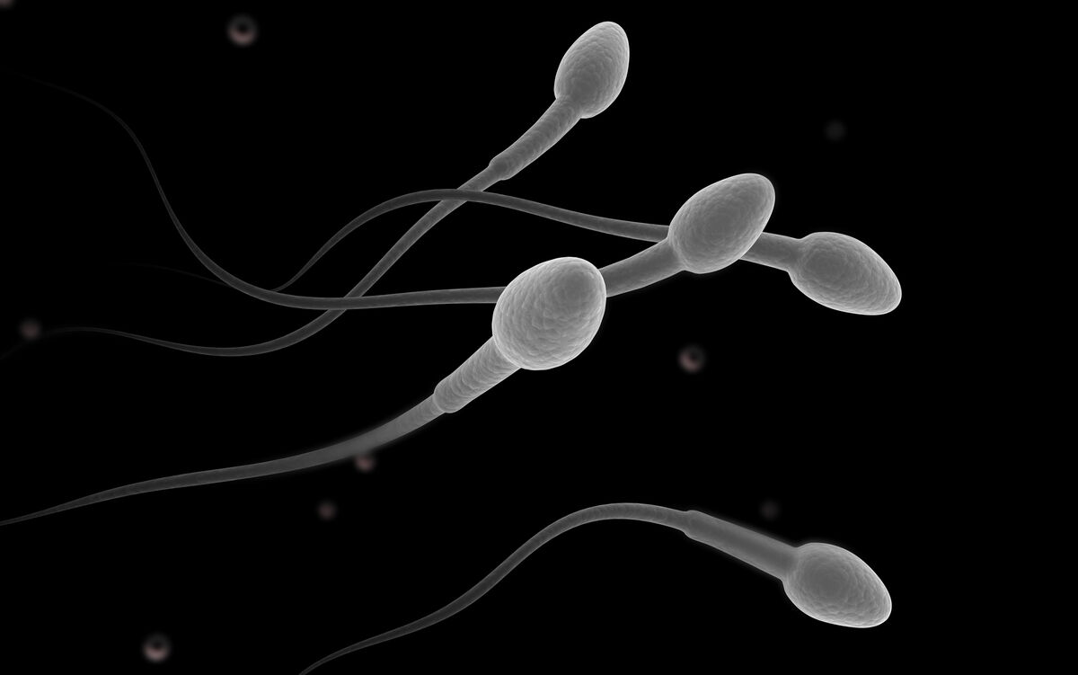 sperm under a microscope