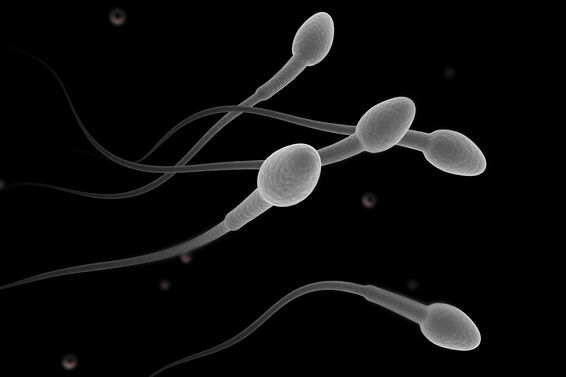 sperm under a microscope