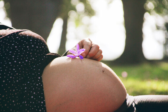 Pregnant belly with a saffron crucus