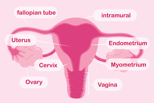 uterus