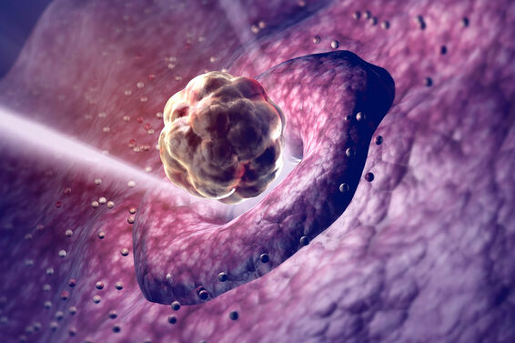 Ovulation illustration