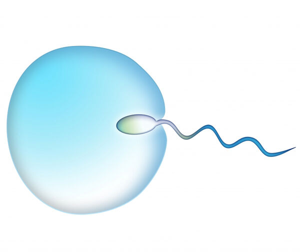 Egg being fertilized by a sperm