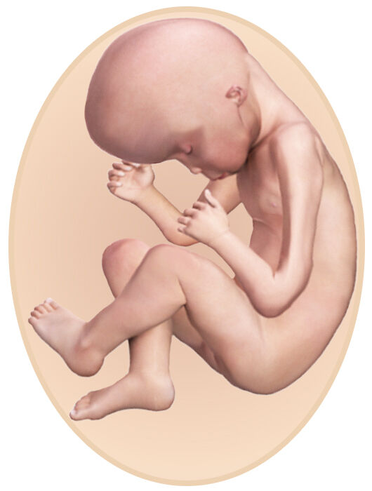 baby at 15 weeks pregnant