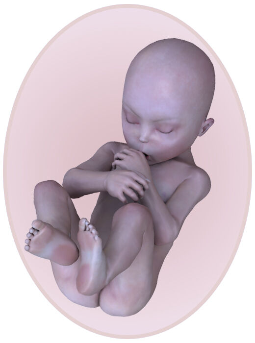 baby at 16 weeks pregnant