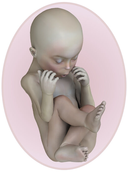 baby at pregnancy week 17