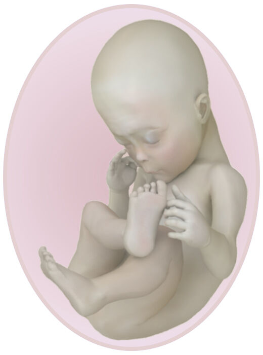 baby at 19 weeks pregnant