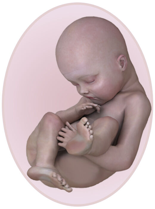 baby at 20 weeks pregnant