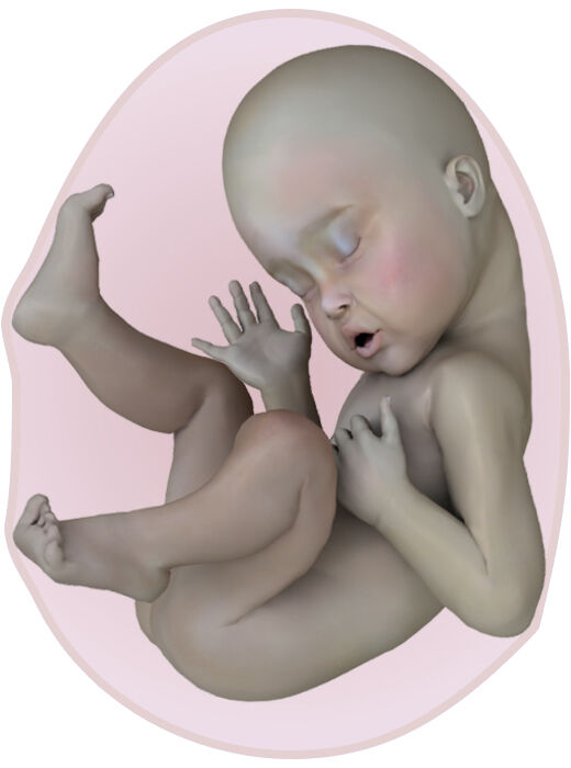 baby at 21 weeks pregnant