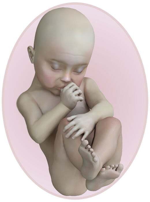 baby at 23 weeks pregnant