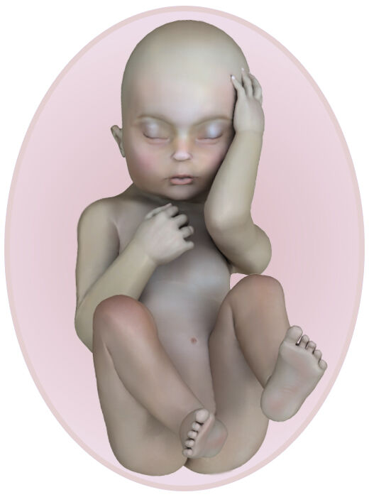 Baby at 25 weeks pregnant
