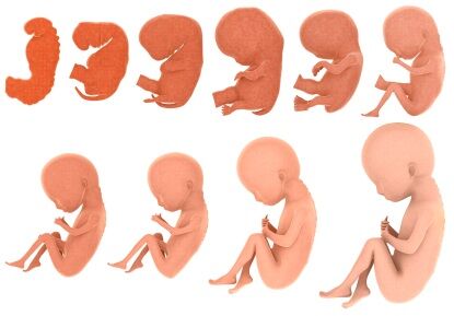 Fetal growth in utero