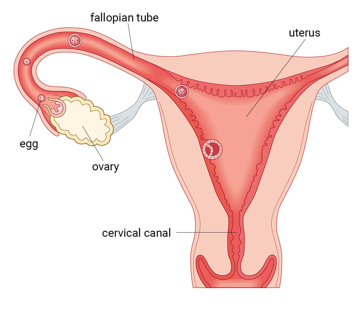 Illustration of fertilized egg becoming embryo
