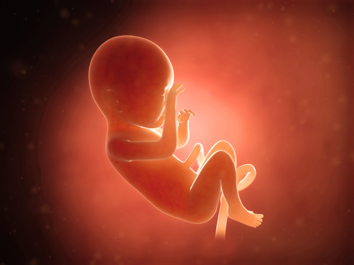 3D ultrasound of a developing fetus
