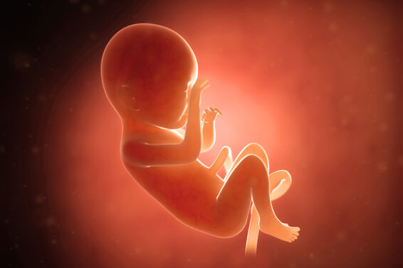 3D ultrasound of a developing fetus