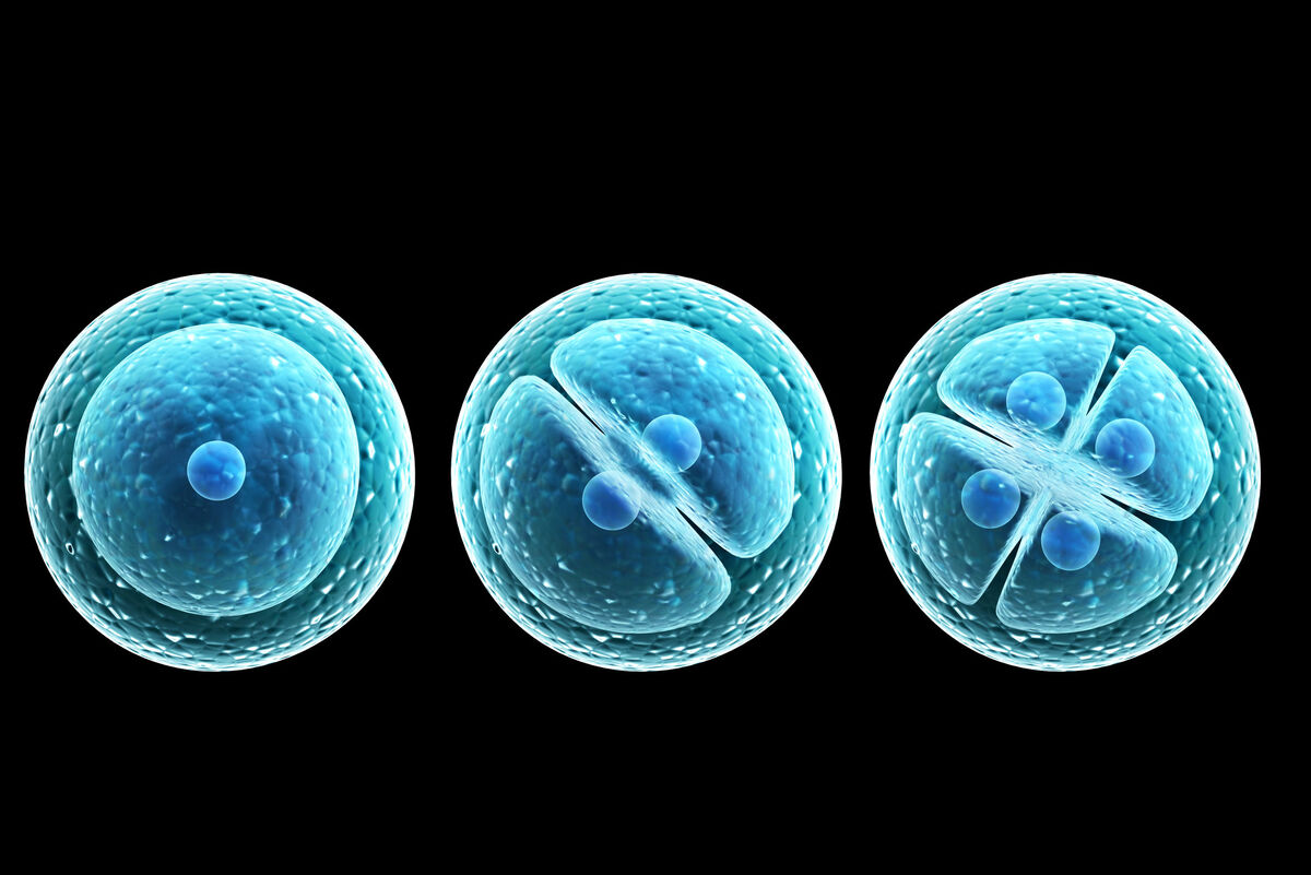 Process division of cell
