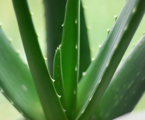 Closeup of an aloe vera plant