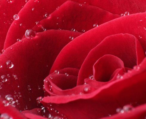 Roses which can provide scent for lotions