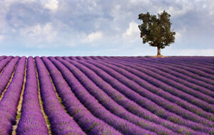Beautiful view of a lavender farm