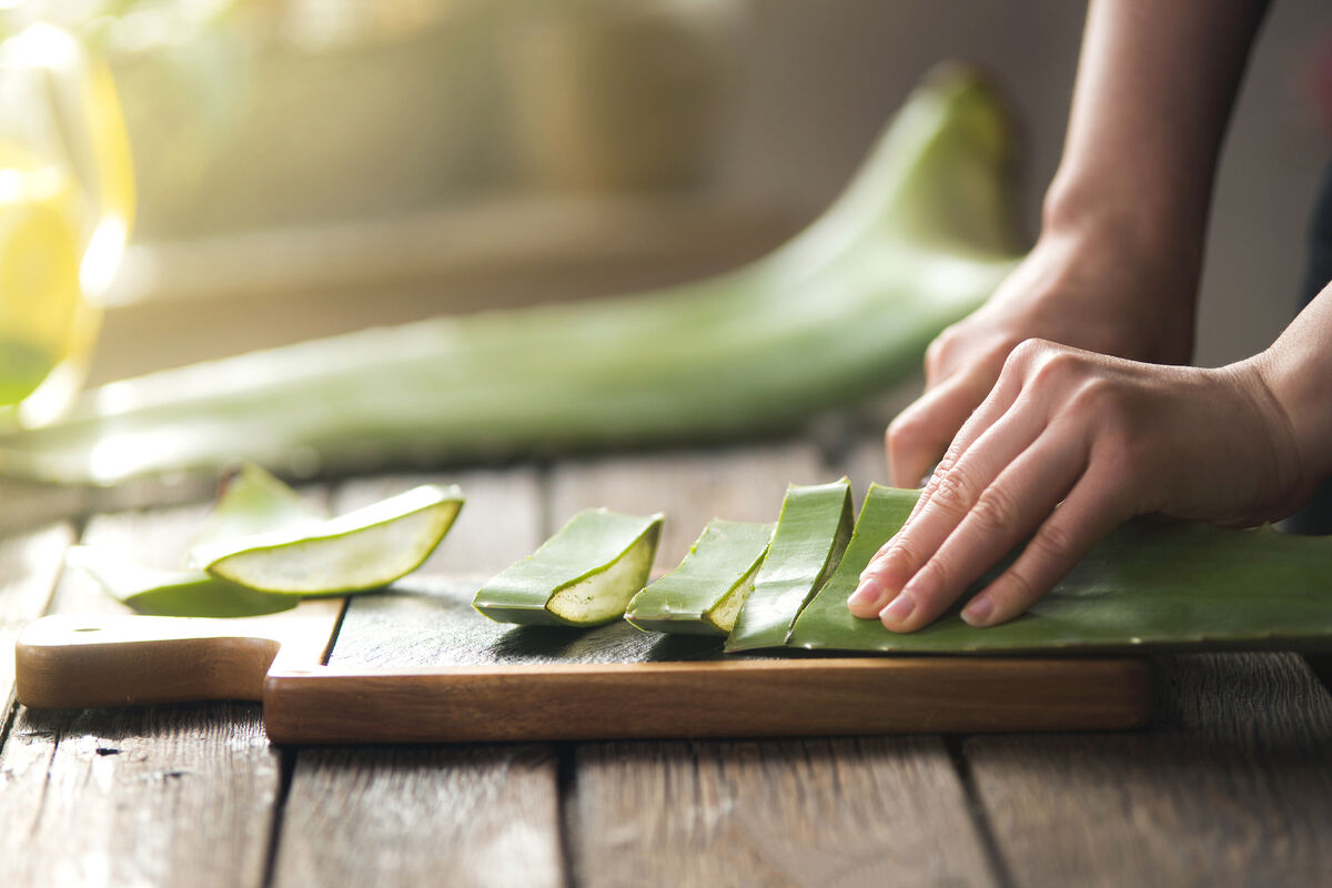 Women preparing Aloe Vera gel