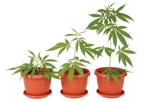 Hemp (cannabis)