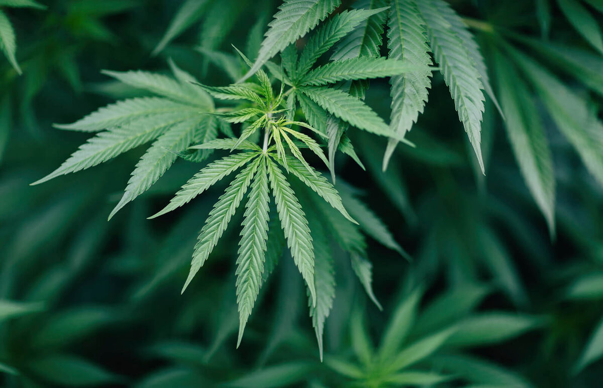 Marijuana Plant
