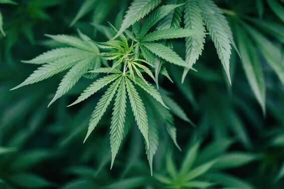 Marijuana Plant