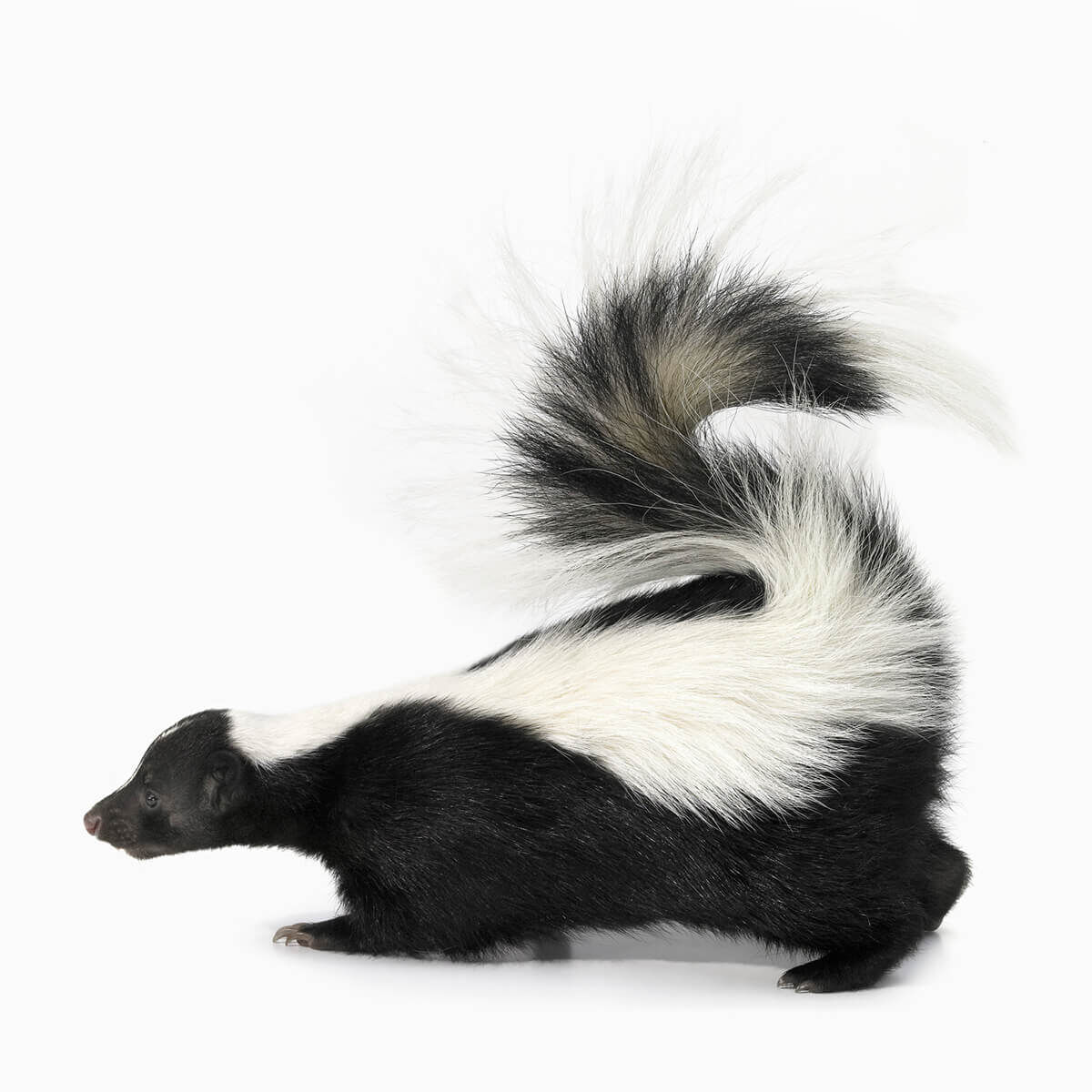 Skunk