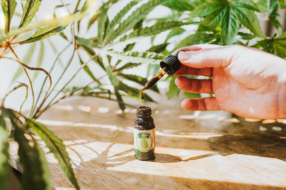 Hand holding a CBD oil Dropper beside bottle