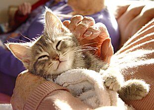 Kitten