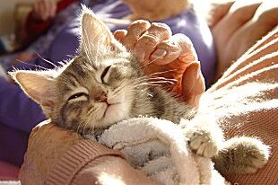 Kitten
