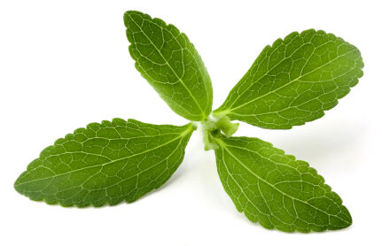 Stevia plant